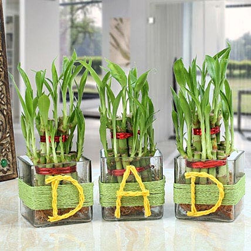 Good Luck Pair - 3 Lucky Bamboo for Father's Day:Fathers Day Gifts Kolkata