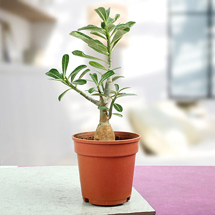 Adenium Bonsai Plant:Buy Flowering Plants
