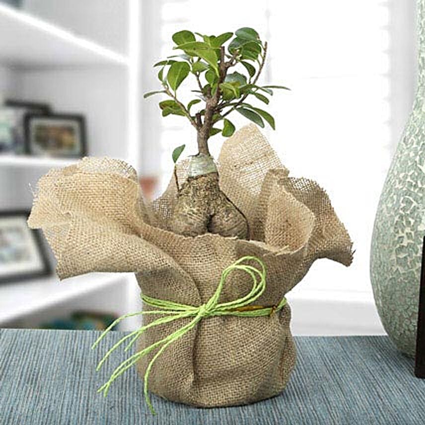 Picturesque Ficus Ginseng Bonsai Plant