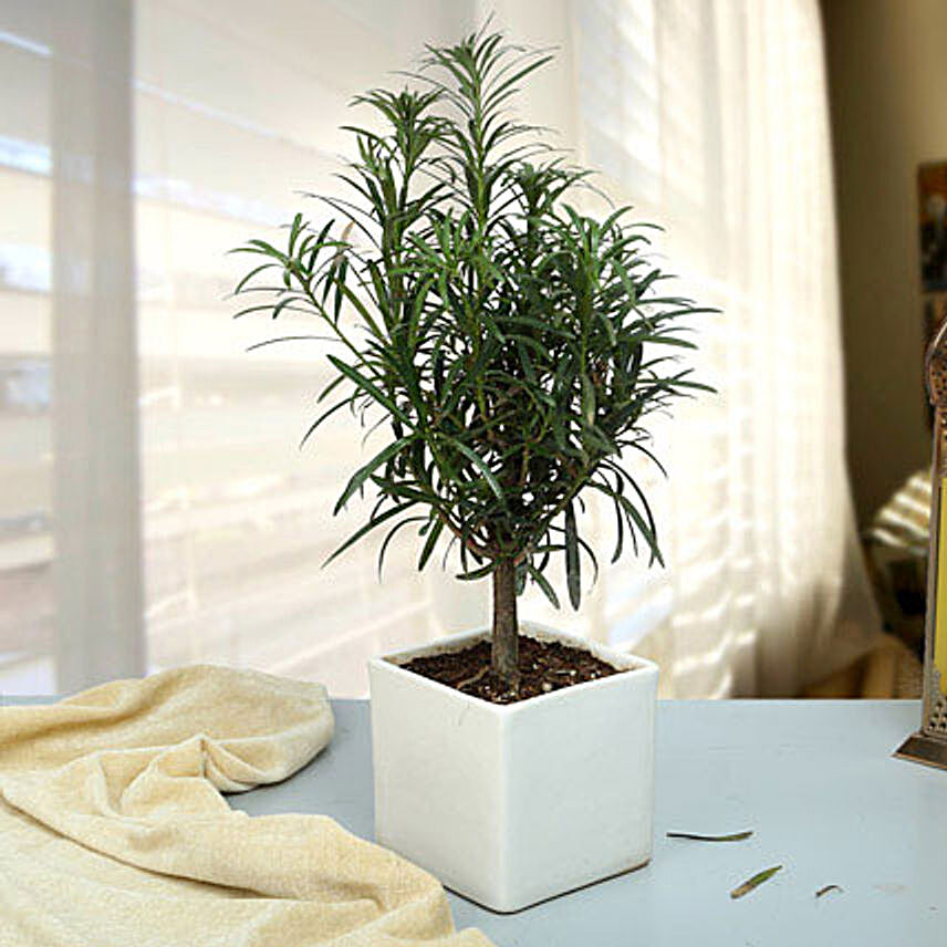 Classic Podocarpus Bonsai Plant