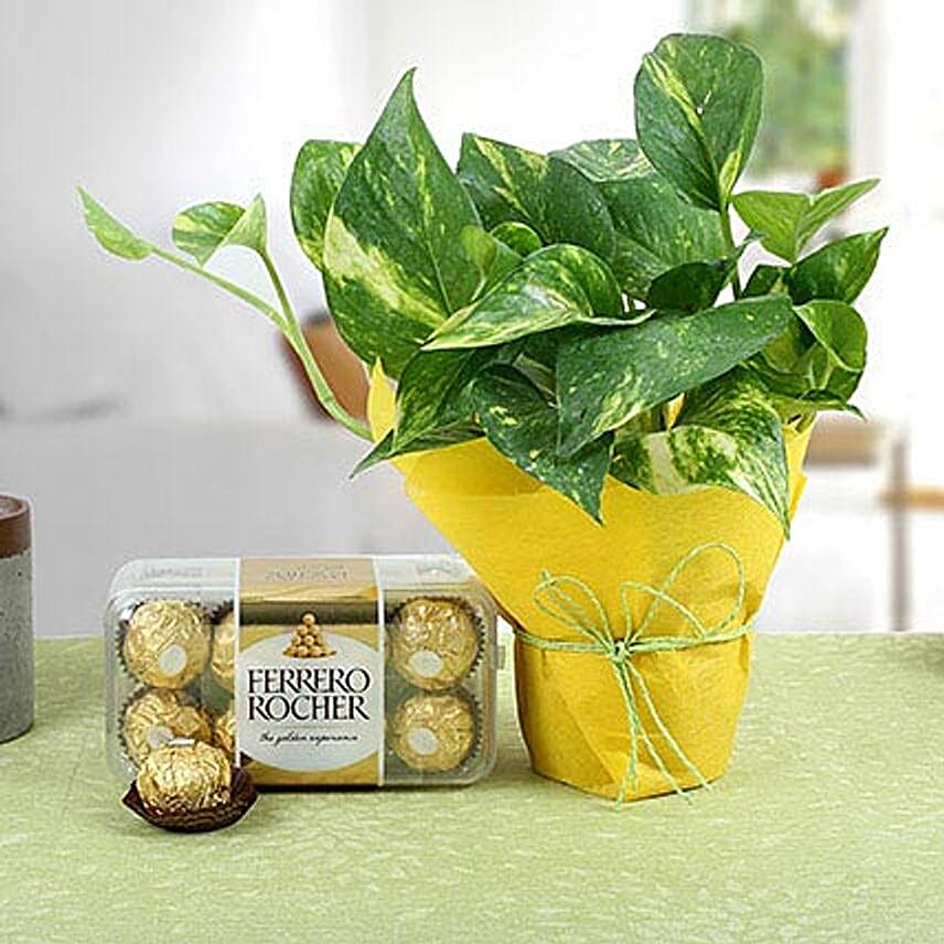 Ferrero Rocher N Money Plant