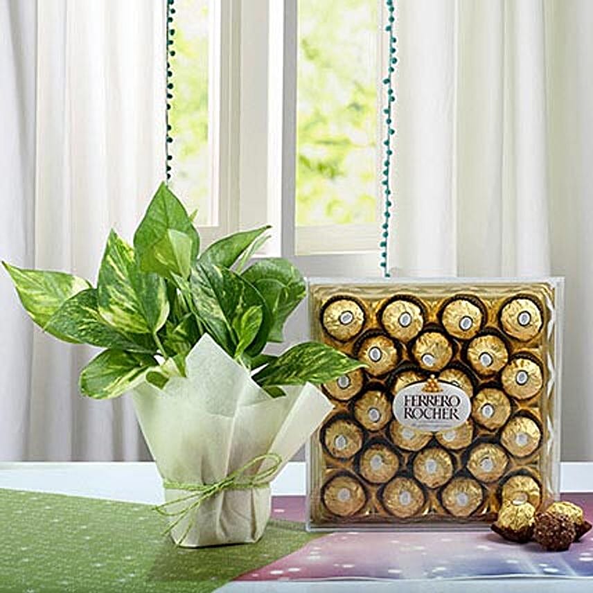 Ferrero Rocher N Money Plant Combo