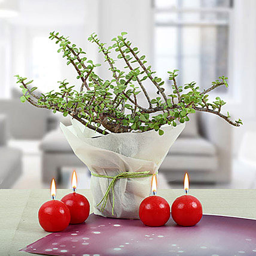 Red Candle Balls with Jade Plant