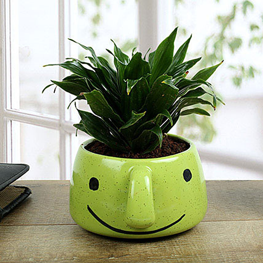 Dracaena Compacta In Smiley Vase