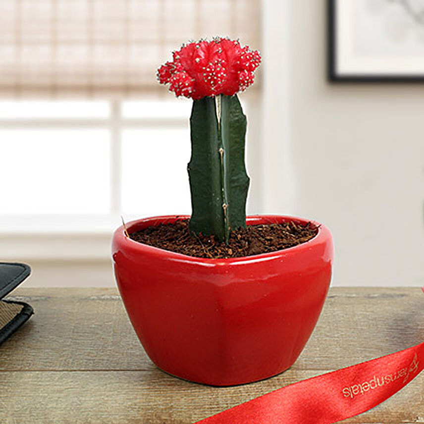 Moon Cactus In Heart Shaped Vase