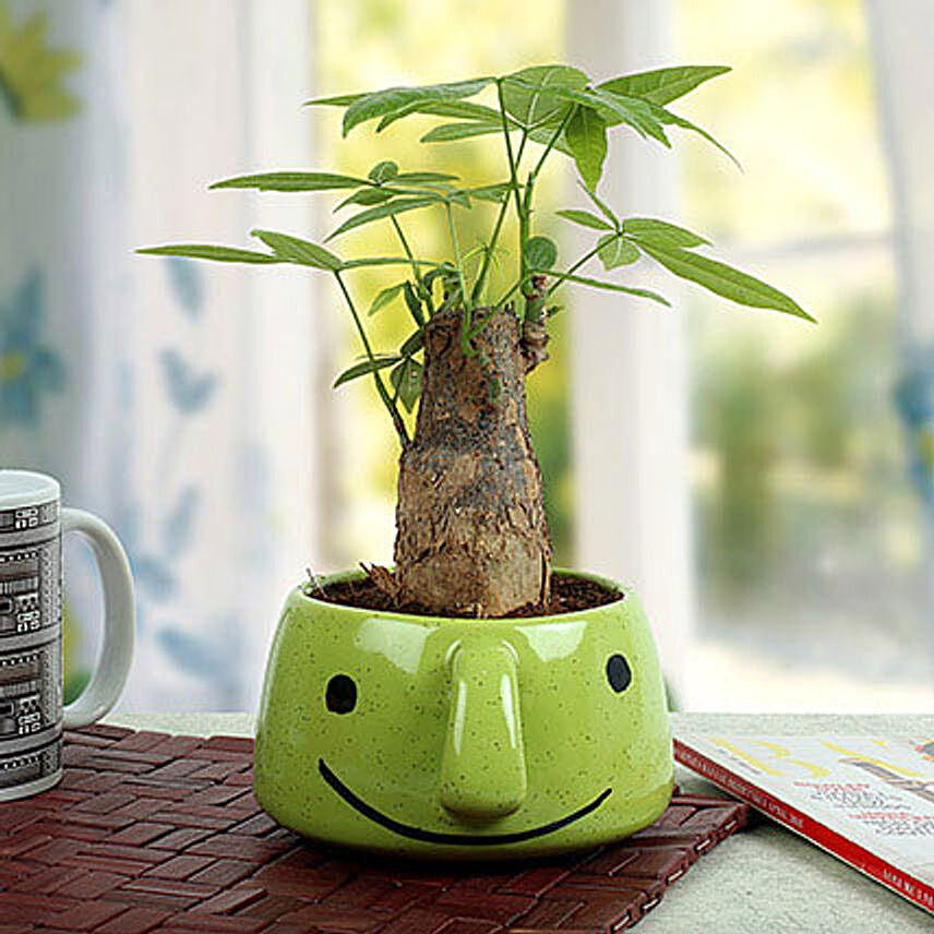 Pachira Bonsai In Smiley Vase