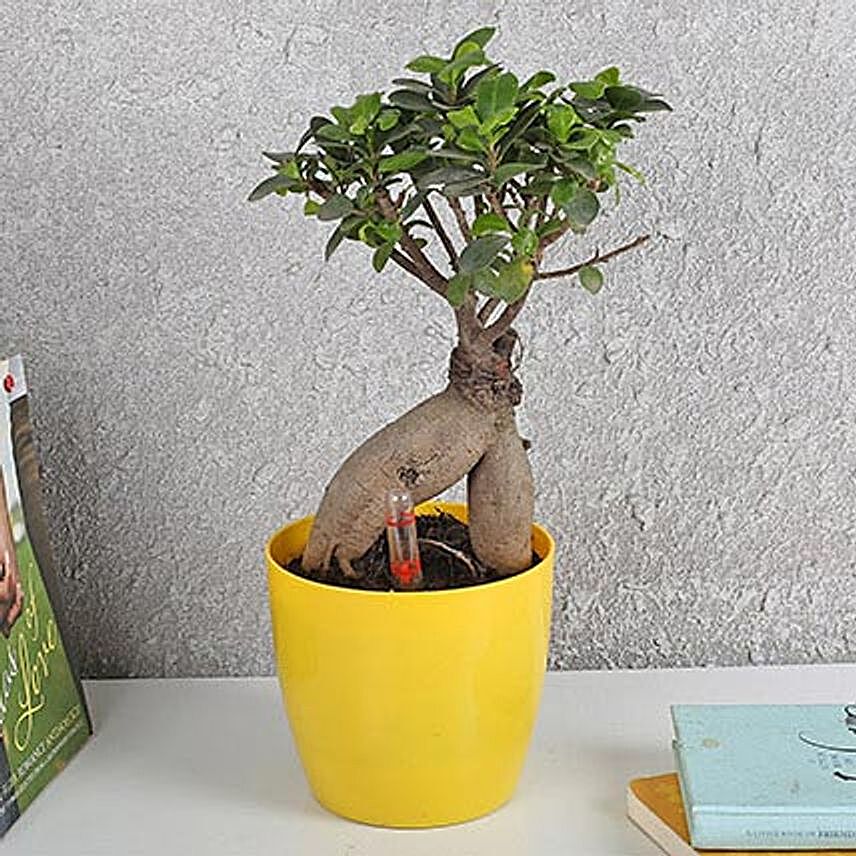 Ficus Microcarpa Bonsai Plant