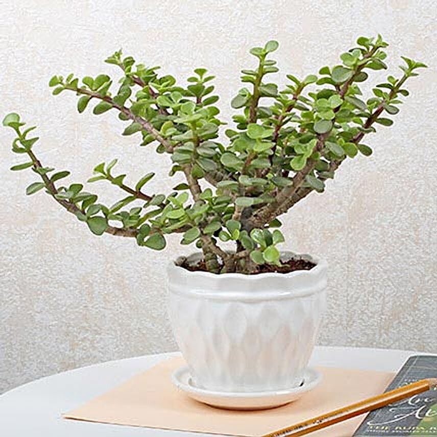 Jade Plant In Ceramic Vase