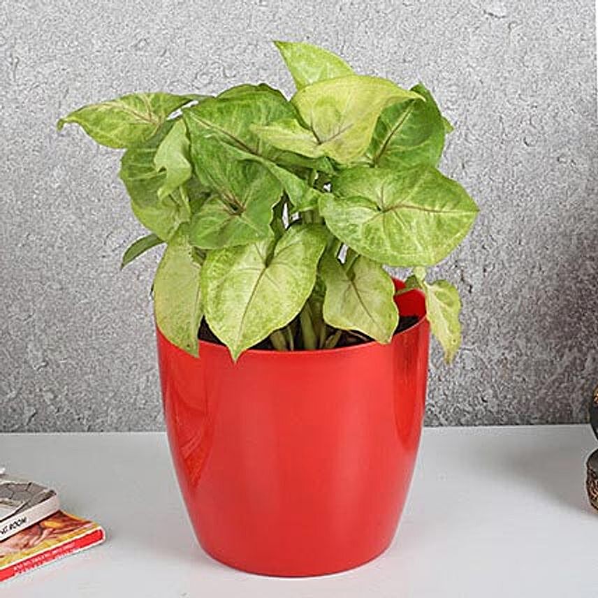 Refreshing Syngonium Plant In Red Pot