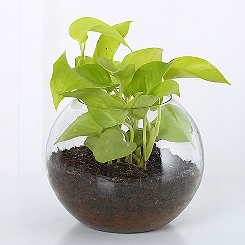 Good Luck Money Plant:Terrariums Plants