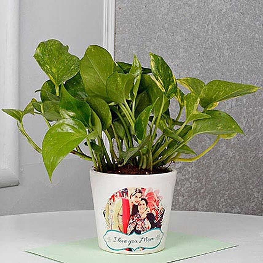 Mothers Day Special Money Plant
