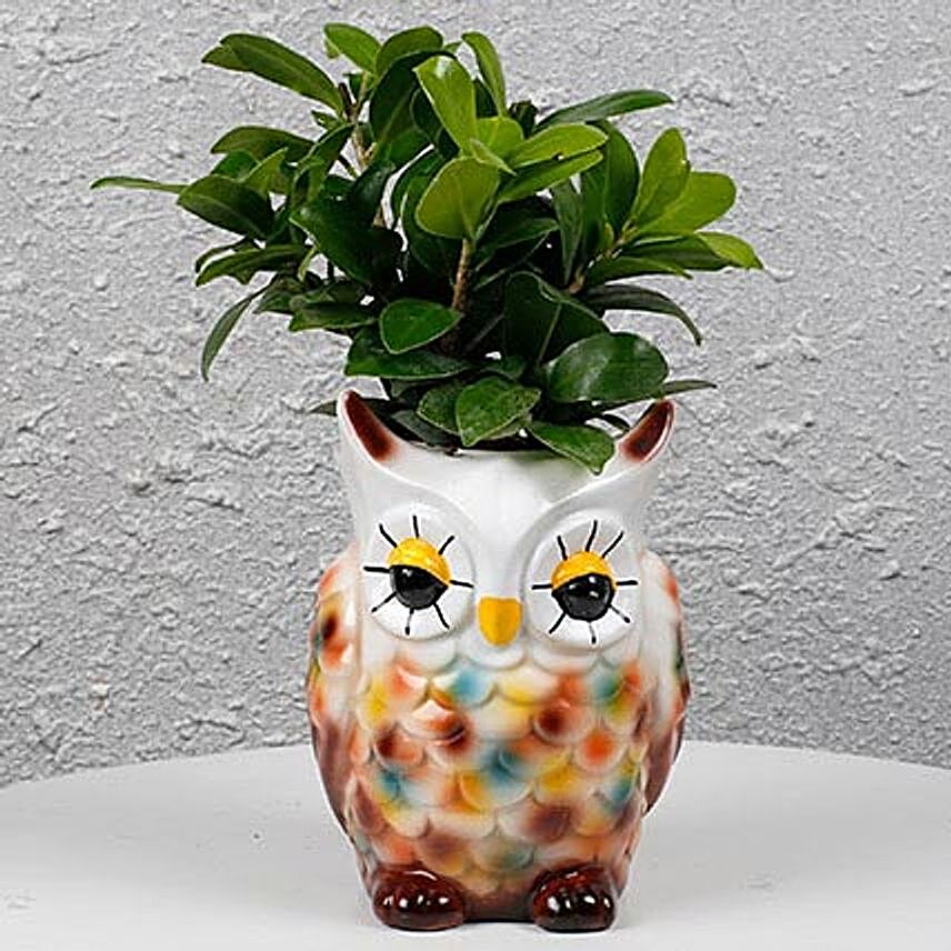 Ficus Compacta In Colorful Owl Pot