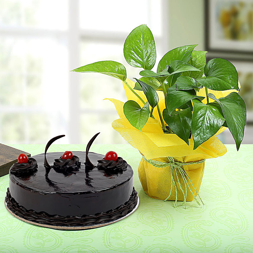Truffle Cake with Money tree:Potted Plants