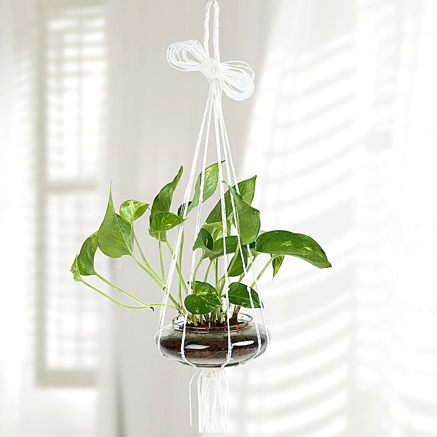 Evergreen Hanging Money Plant Terrarium