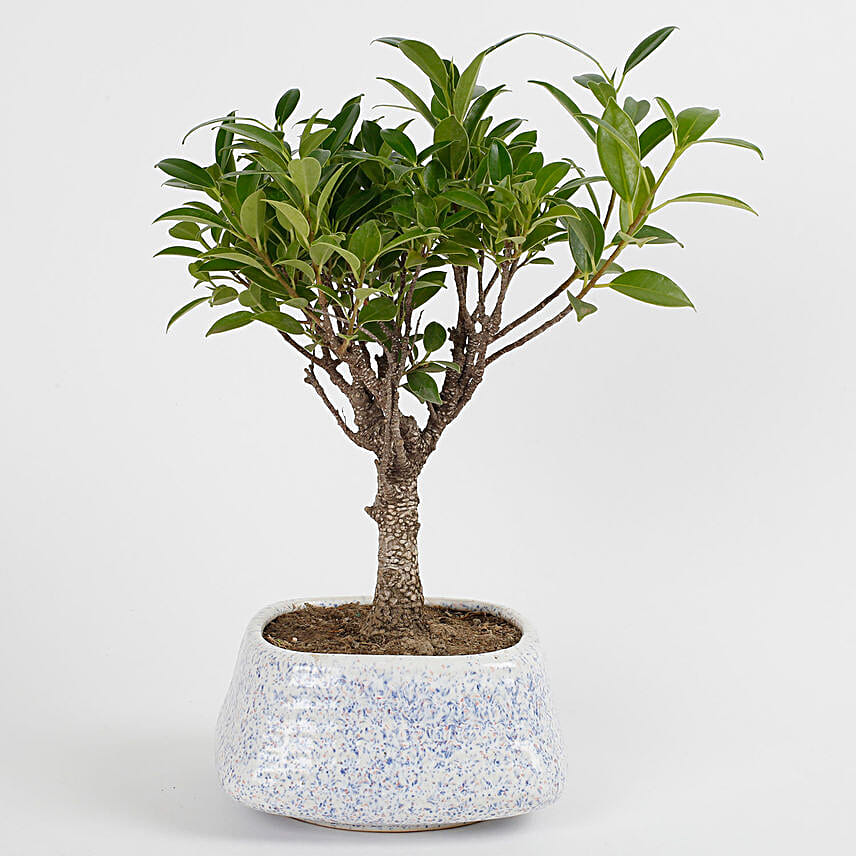 Buy/Send Evergreen Ficus Ball Shaped Bonsai Plant Online FNP