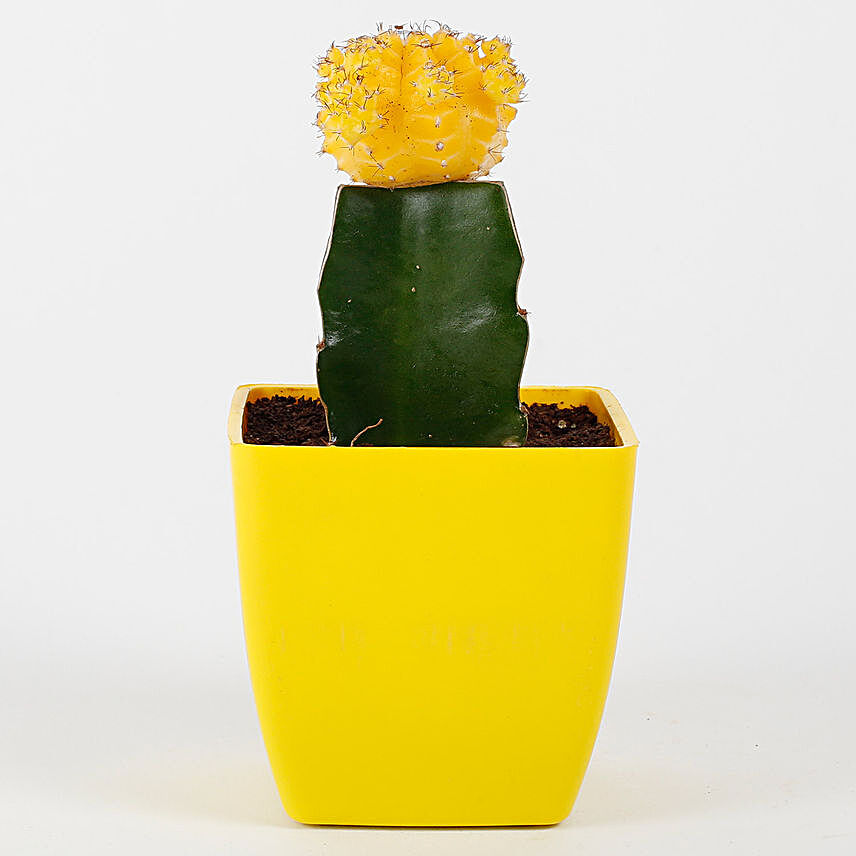 Vibrant Yellow Grafted Cactus Plant