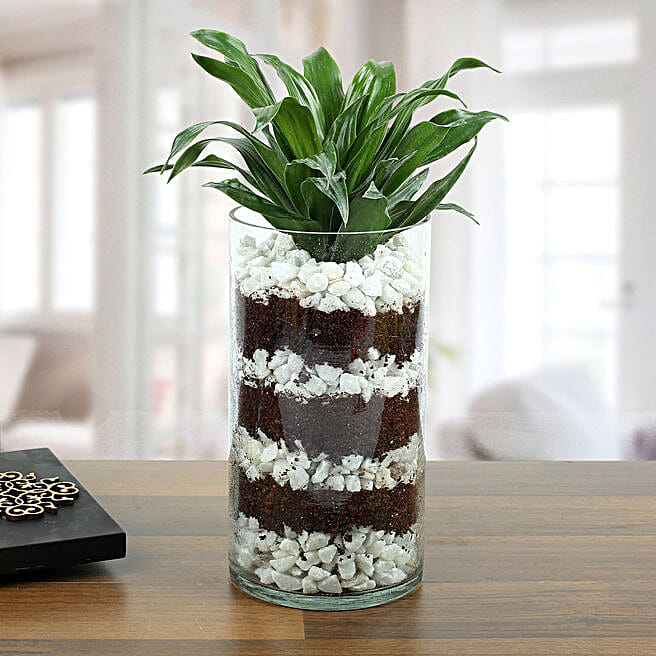 Buy/Send Dracaena Terrarium Online- FNP