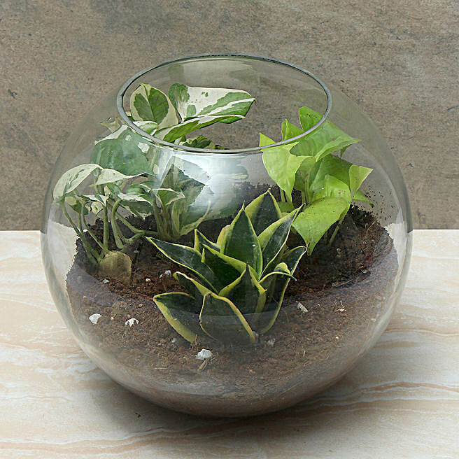 big succulent planter Succulent Bowl Set of 3