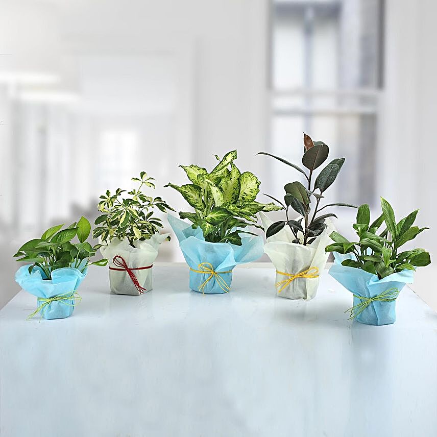 Set of 5 Refreshing Green Plants