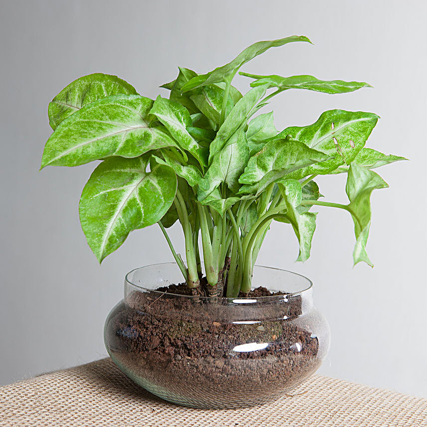 Syngonium golden plant  in a round glass potpourrie vase:Terrariums Plants