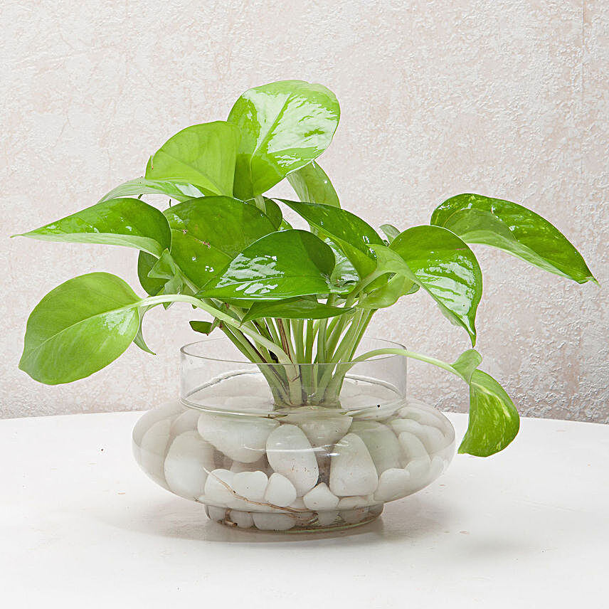 Money plant in a round glass potpourri vase with white pebbles:Plants For Terrace and Balcony