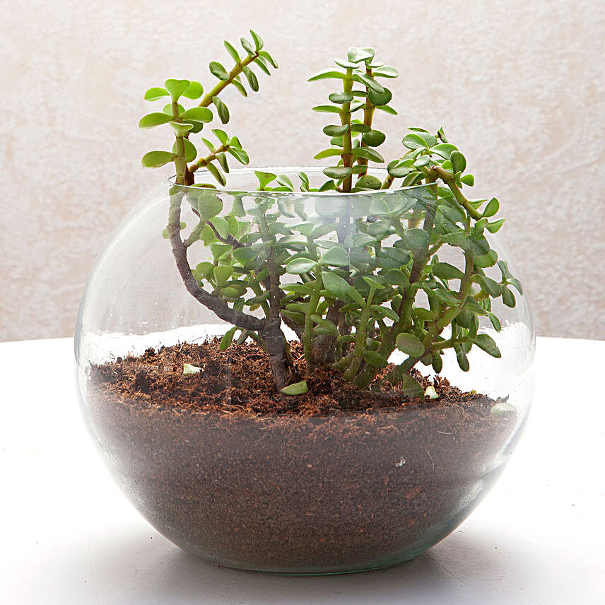 Jade plant in a round glass vase plants gifts:Send Plants For Fathers Day