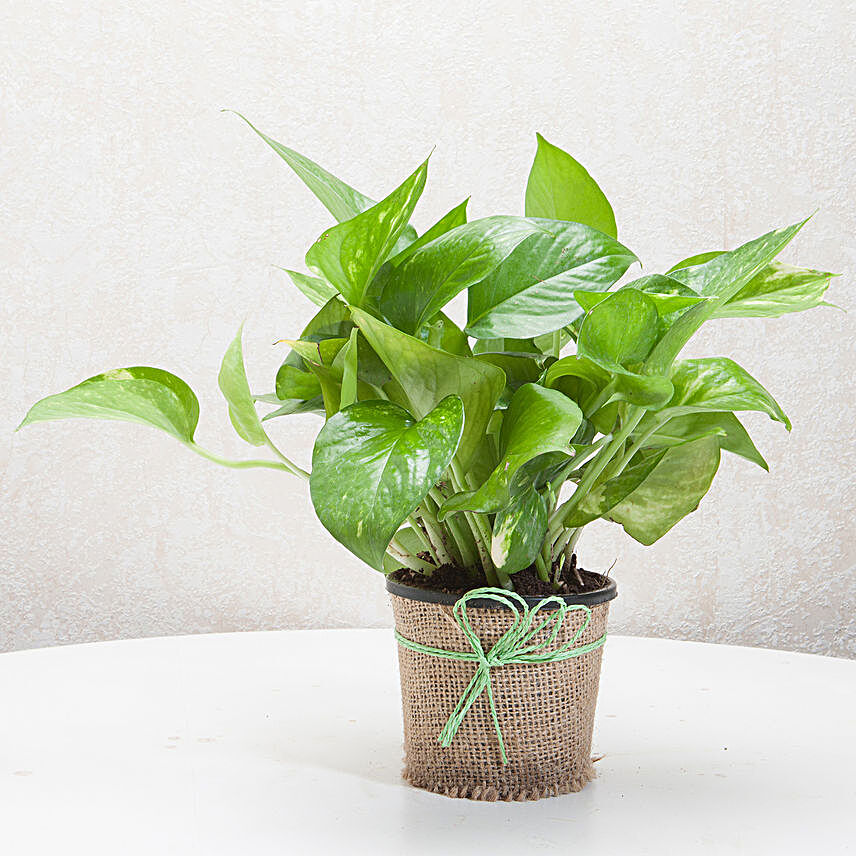 Money plant in a vase plants gifts:Daughters Day Plants
