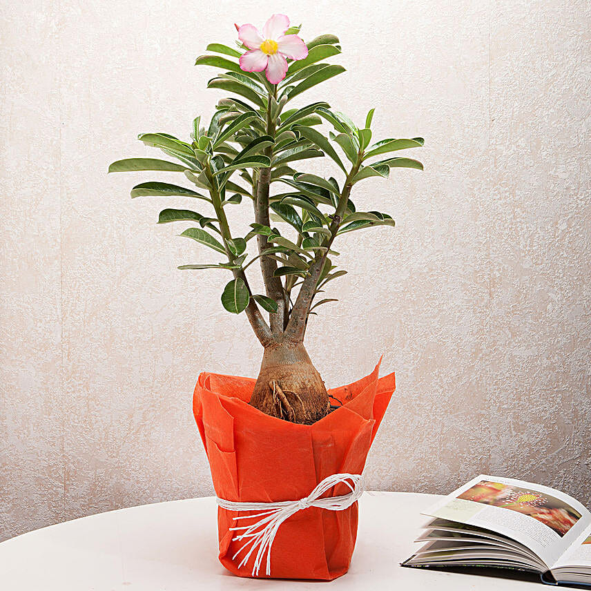 Adenium plant in a vase