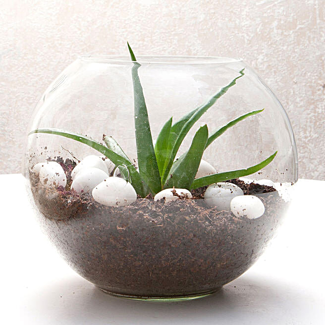 Multipurpose Aloe Vera Plant Terrarium