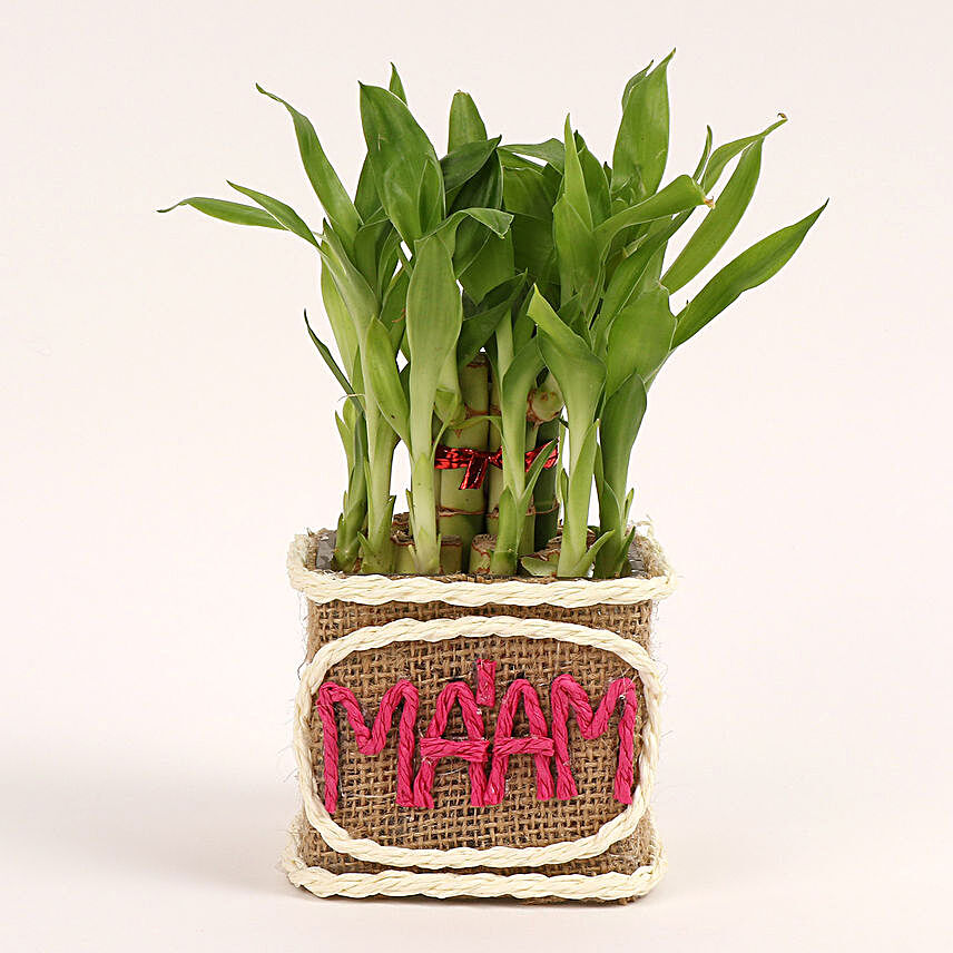 2 Layer Lucky Bamboo Plant for Mam