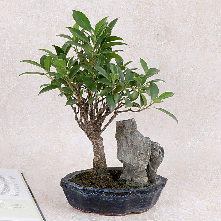 Buy/Send Evergreen Ficus Bonsai Plant Online FNP