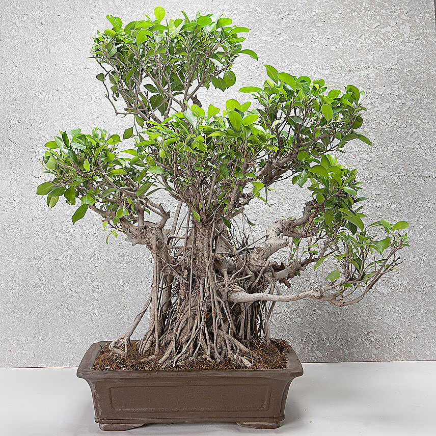 Ficus Ginseng Bonsai Tree 25 Years Old