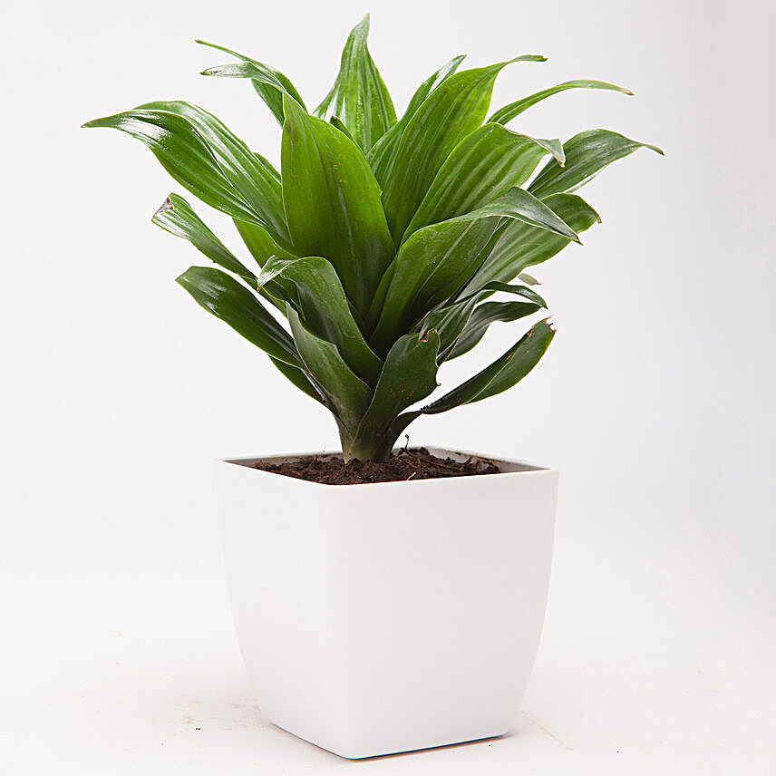 Dracaena Compacta Plant in White Plastic Pot
