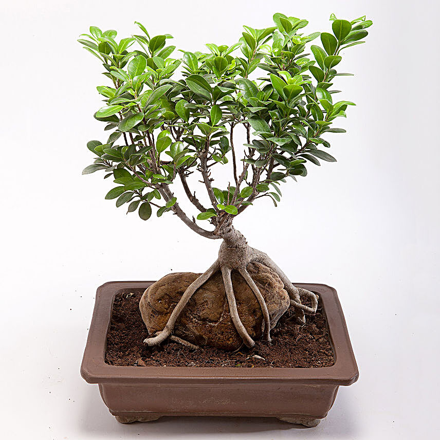 Ficus Microcarpa Plant In Brown Ceramic Tray