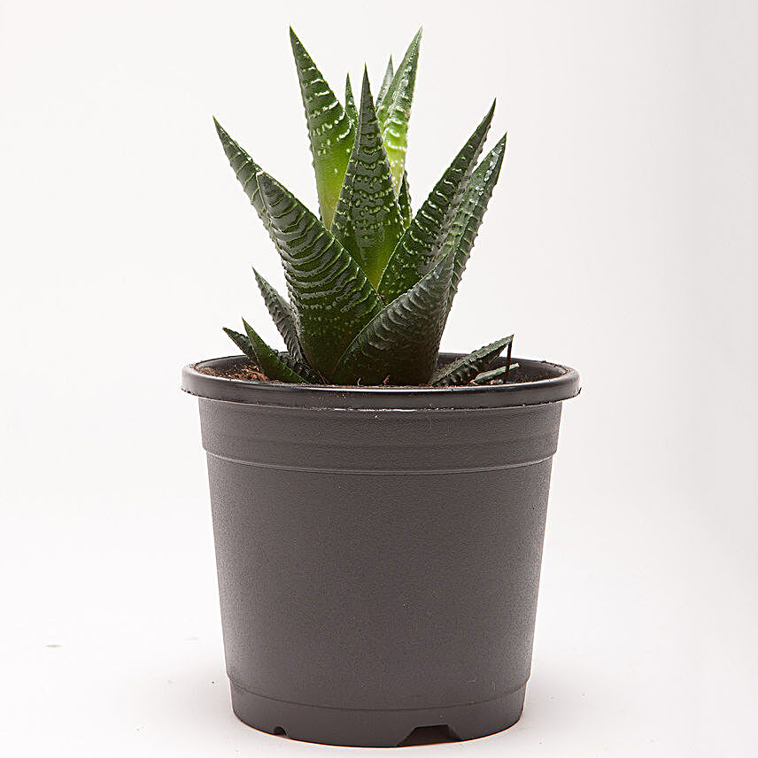 Howarthia Attenuata Succulent Plant in Black Plastic Pot