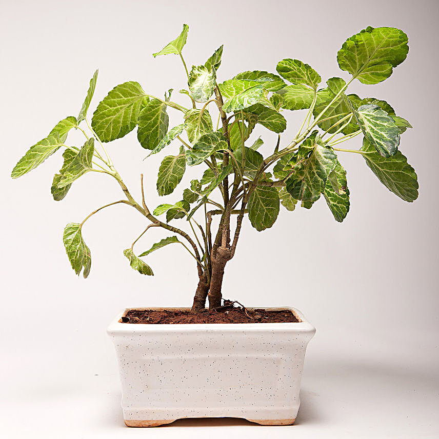 Hybrid Aeralia Plant in Rectangular Ceramic Pot