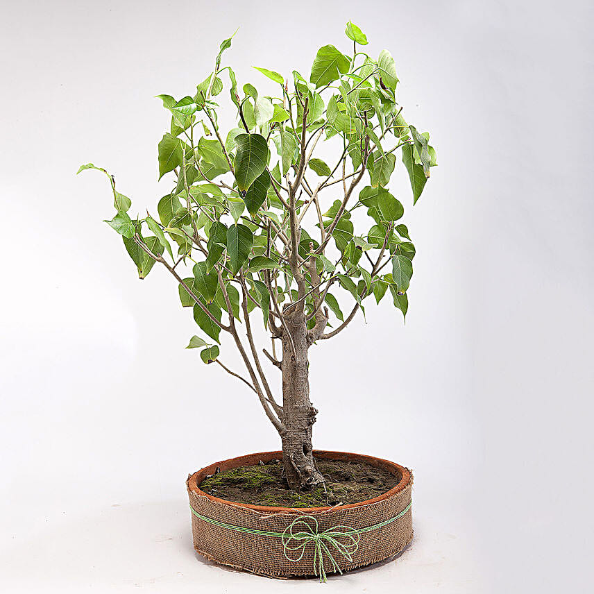 Paras Peepal Bonsai Plant in Terracotta Circular Tray