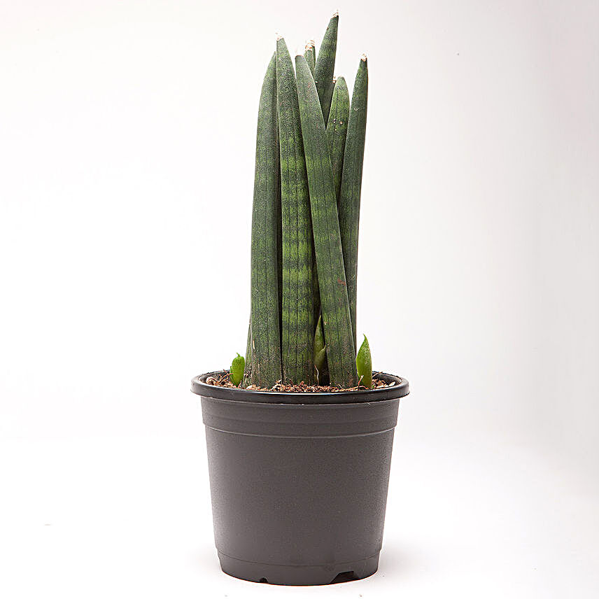 Sansevieria Cylindrica Spear Plant in Black Plastic Pot