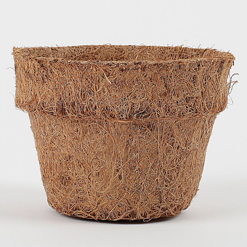 Bio Degradable Coconut Husk Pot Mini