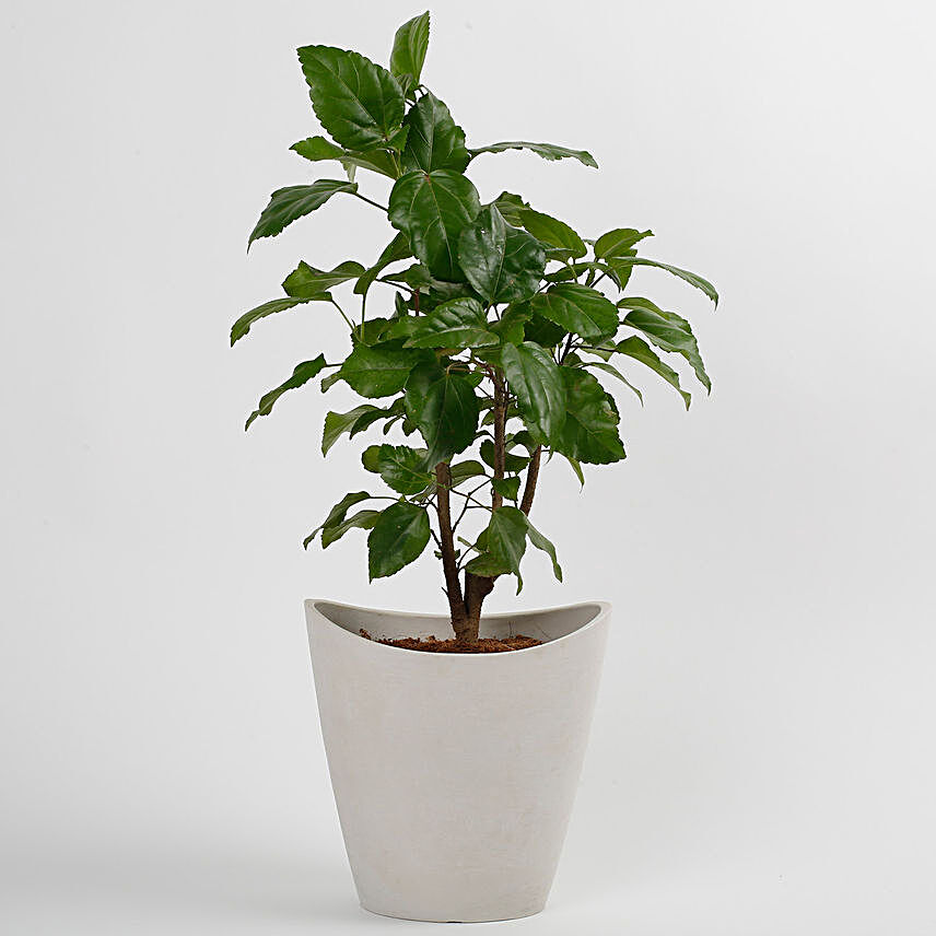 Hibiscus Plant in White Half Moon Recycled Plastic Pot