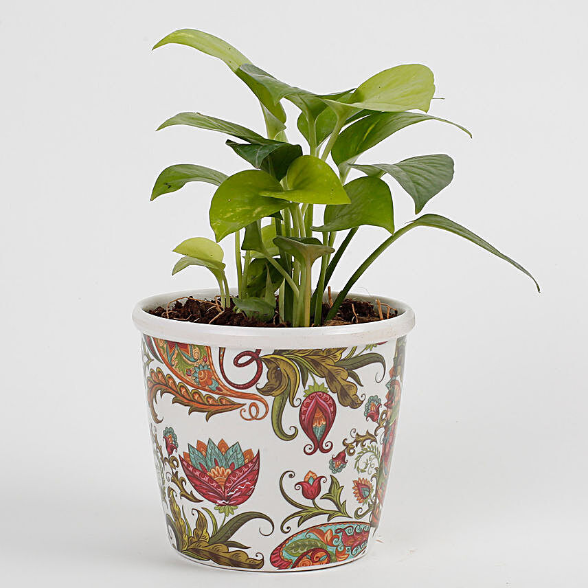 Money Plant in Stoneware Floral Pot