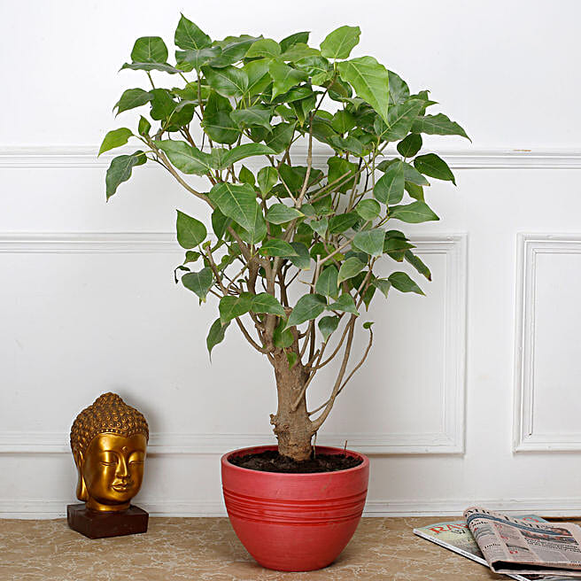 Buy/Send Paras Peepal Bonsai Plant in Recycled Plastic Pot Online- FNP