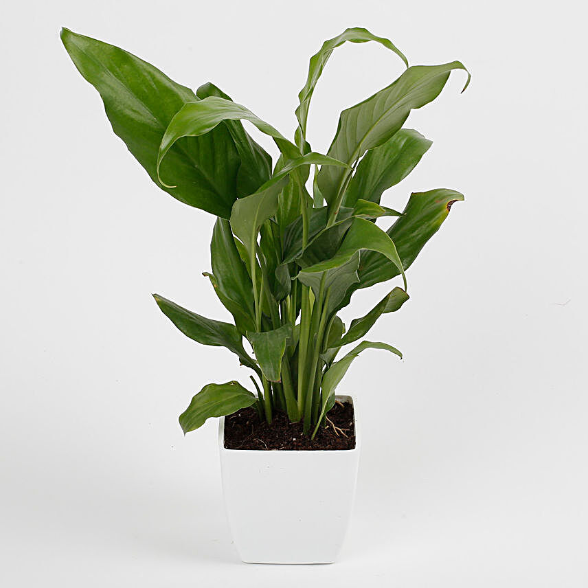 long leaf plant in yellow pot:Plastic Planters