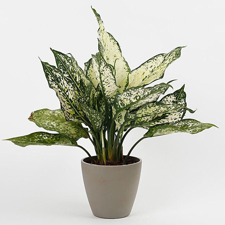 Silver Aglaonema Plant in Recycled Plastic Conical Pot