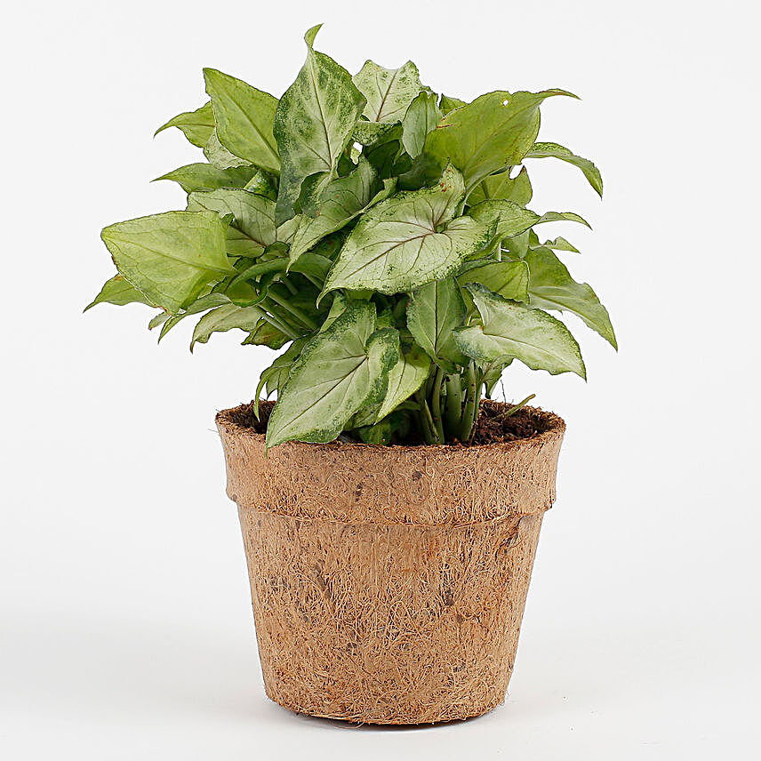 Syngonium Plant in Earthy Brown Coir Pot
