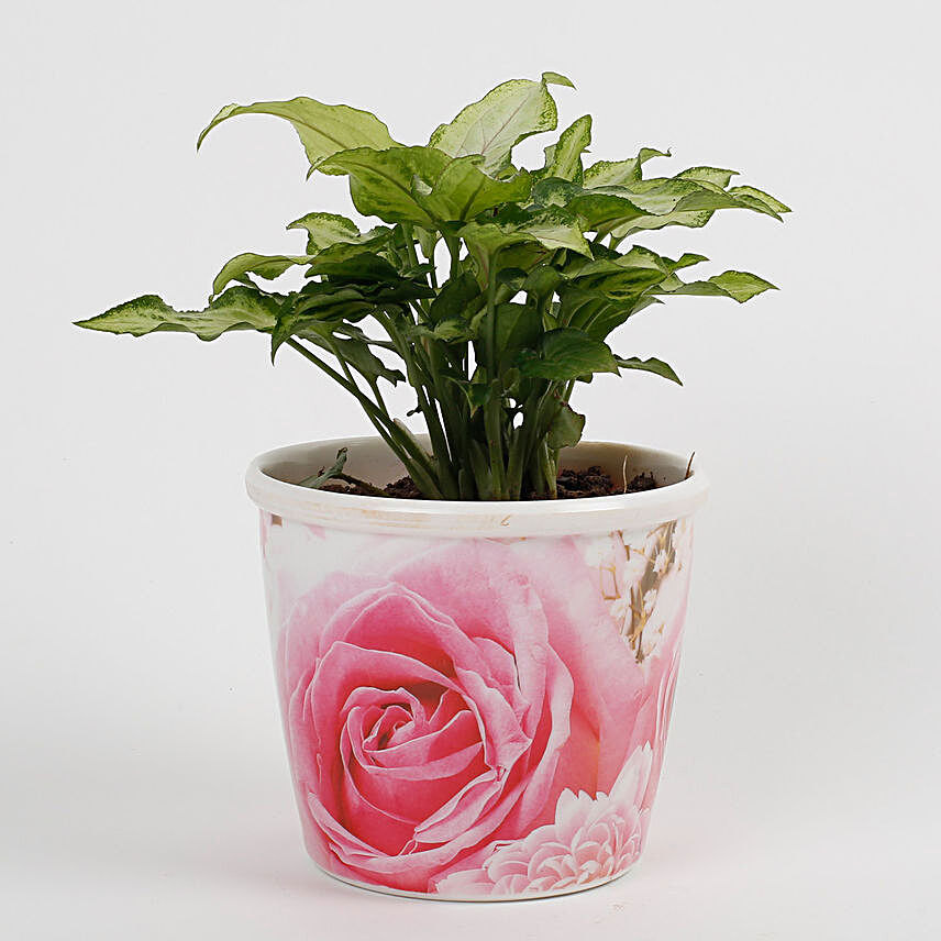 Syngonium White Plant in Stoneware Floral Pot