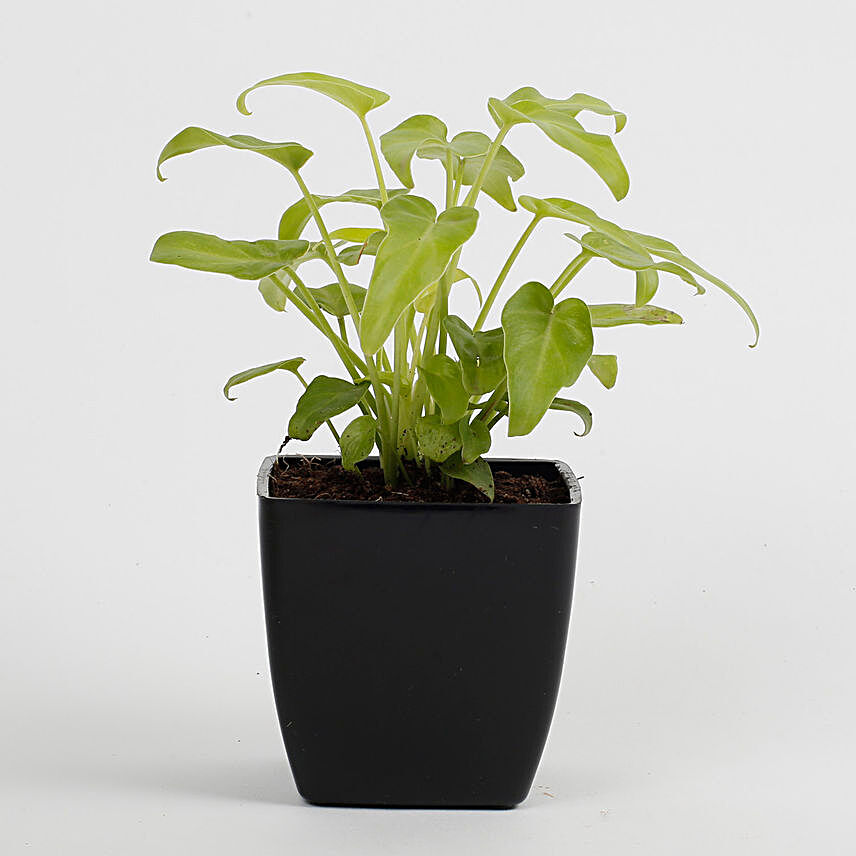 Xanadu Philodendron Golden Plant in Imported Plastic Pot