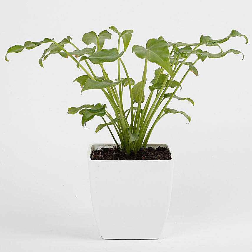 Xanadu Philodendron Green Plant in Imported Plastic Pot