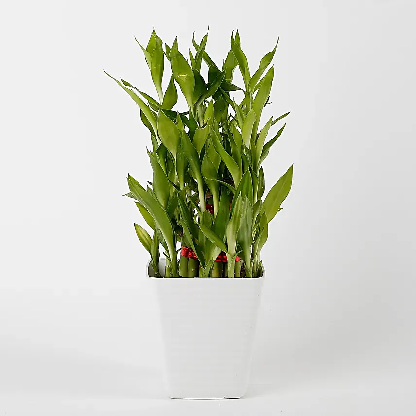 bamboo plant in white vase