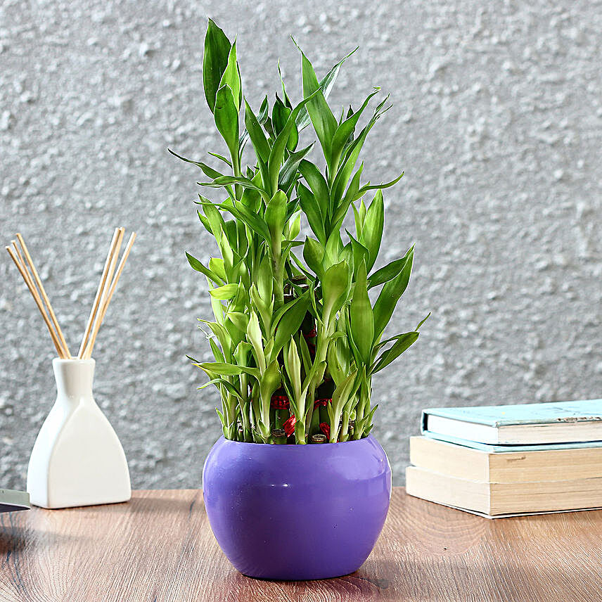 Three Layer Bamboo Plant in Purple Orchid Metal Pot